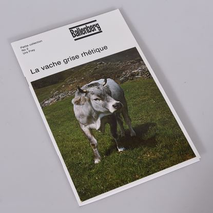 Image de La vache grise rhétique