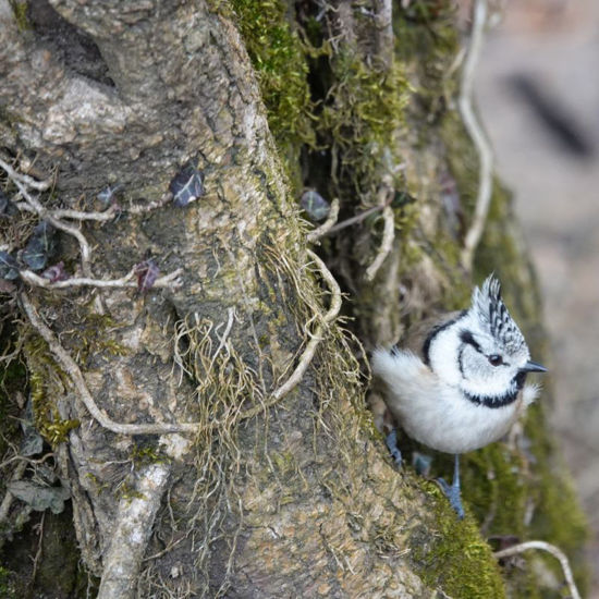 Image sur Führung Vogelexkursion