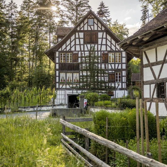 Bild von Veredeln von Obstbäumen