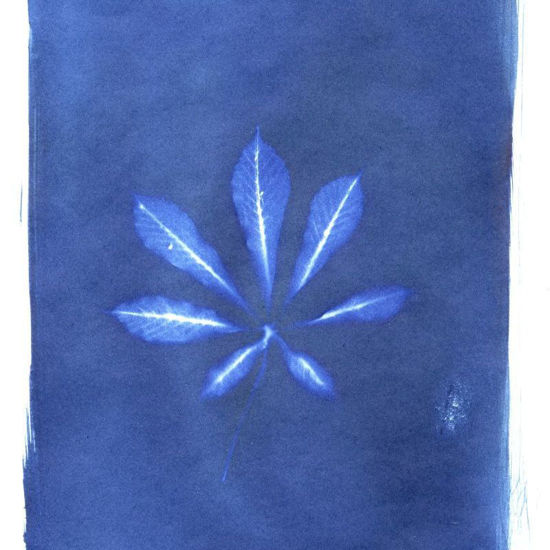 Immagine di Abbilden - Cyanotypie