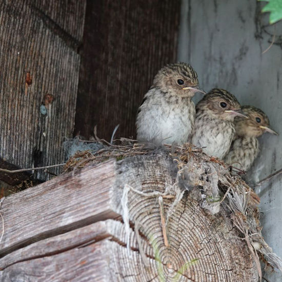 Image sur Führung Vogelexkursion