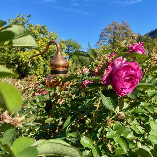 Bild von Destillieren von Pflanzenwasser